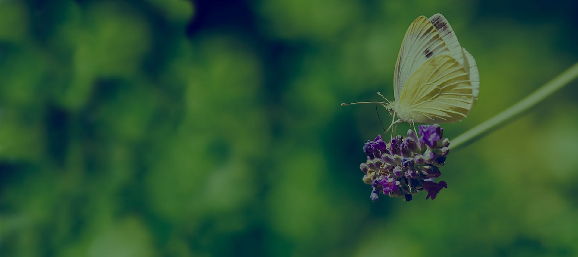 Unsplashed background img 2