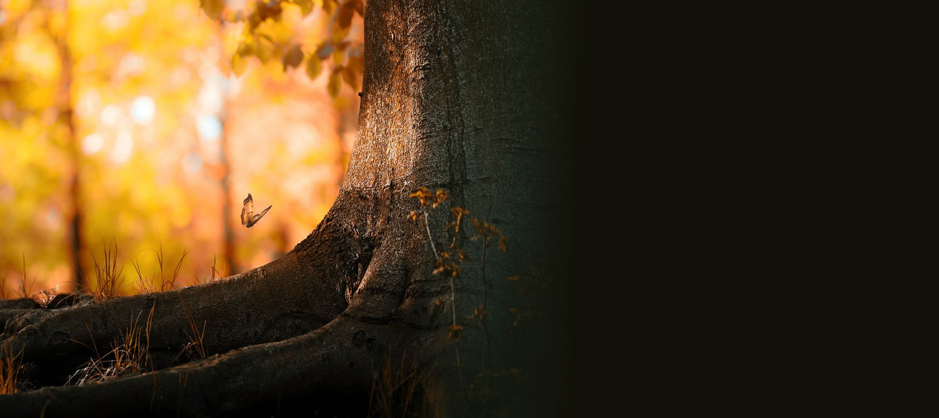 Kinek és mikor ajánlott?